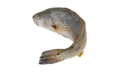 Wall Mural - Fresh redfish or red drum fish isolated on white, Sciaenops ocellatus