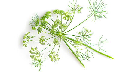 Poster - Flowering umbrella flowers of dill on a white background Top view flat lay Creative layout : Generative AI