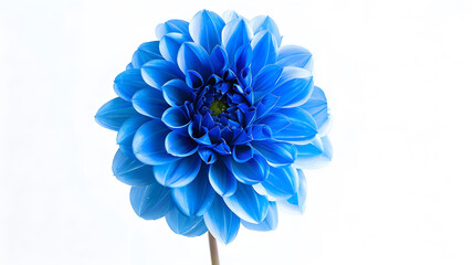 Poster - Blue flower dahlia isolated on white background For design Closeup Nature : Generative AI