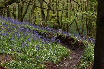 the bluebells blooming on walton hill in clent 