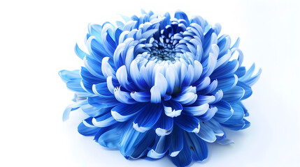 Poster - Blue  chrysanthemum flower  on white   isolated background with clipping path Closeup  Nature : Generative AI