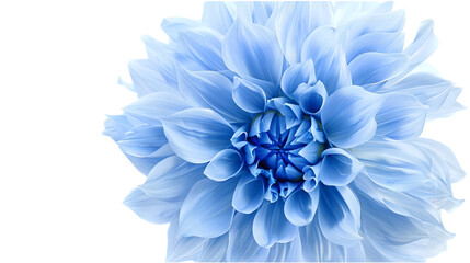 Poster - blue flower on a white  background isolated  with clipping path Closeup big shaggy  flower Dahlia : Generative AI