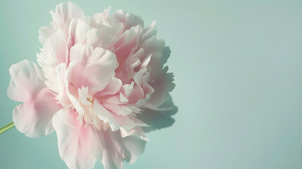 Poster - Soft pink peony flower isolated on light green background : Generative AI