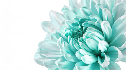 Poster - Light turquoise  chrysanthemum  Flower on a white isolated background with clipping path  For design  Closeup  Nature : Generative AI