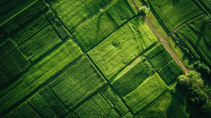 Wall Mural - aerial view of green agriculture fields - generative ai