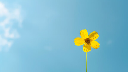 Poster - yellow flower under blue skyflower cosmos under blue sky for wallpaper background etc : Generative AI