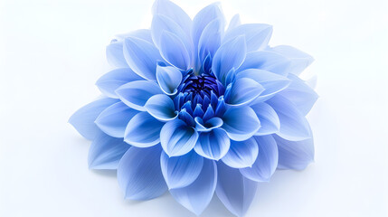 Poster - dahlia flower blue Flower isolated on a white background No shadows with clipping path Closeup Nature : Generative AI