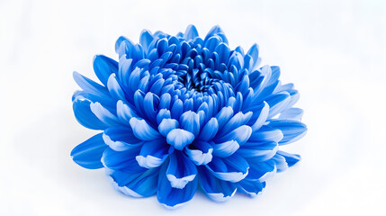 Poster - Blue chrysanthemum  Flower on a white isolated background with clipping path  For design  Closeup  Nature : Generative AI