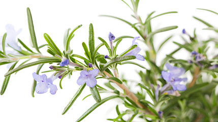 Poster - Rosemary sprig flowering isolated on white background Aromatic evergreen shrub : Generative AI