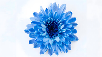 Poster - Blue chrysanthemum  Flower on a white isolated background with clipping path  For design  Closeup  Nature : Generative AI