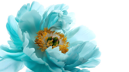 Poster - turquoise peony flower isolated on a white  background with clipping path  no shadows Closeup  Nature : Generative AI