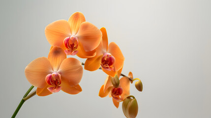 Poster - Beautiful orange orchid in pot on white background Orange orchid flowers bouquet on white table : Generative AI