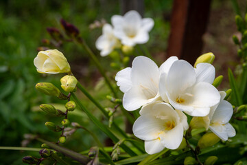 Wall Mural - Freesia Single White flowers in natural environment