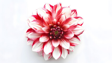 Poster - Top view of Dahlia flower on a white background perfect for representing the theme of Valentines Day : Generative AI
