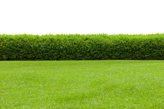 Tropical Flower lawn shrub bush fence tree isolated plant with clipping path.