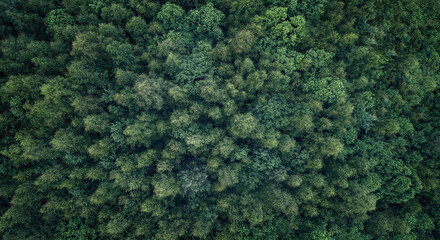 Aufkleber - Lush green forest with trees of different sizes aerial view from above. The trees are densely spaced, creating a sense of depth and a sense of being surrounded by nature. Calm and serenity concept