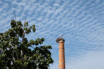 Wall Mural - tall red brick disused chimney stack with stork birds nest on top in Portimão harbour Algarve Portugal on sunny day with blue sky behind