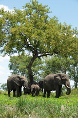 Canvas Print - Éléphant d'Afrique, Loxodonta africana, Parc national Kruger, Afrique du Sud