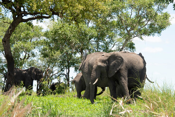 Canvas Print - Éléphant d'Afrique, Loxodonta africana, Parc national Kruger, Afrique du Sud