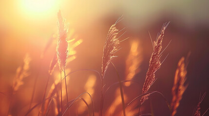 Wall Mural - Sunset in the field Close view of grass stems against dusty sky Calm and natural background : Generative AI