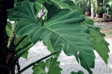 Beautiful of green tropical leaves