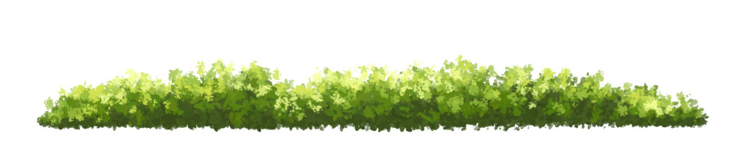 Wall Mural - vector watercolor of tree side view isolated on white background for landscape and architecture draw