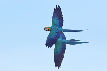 Wall Mural - Beautiful Macaw parrots flying in the sky. Free flying bird