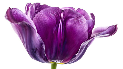 Poster - Purple   tulip flower  on white isolated background with clipping path Closeup For design Nature : Generative AI