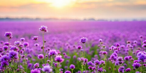 Wall Mural - Violet flowers blooming beautifully in a vast field , wildflowers, purple, meadow, nature, summer, floral, garden, vibrant