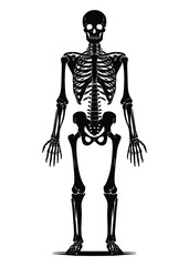 Wall Mural - Black and white human skeleton silhouette vector illustration isolated on white background