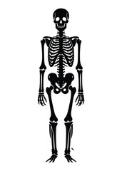 Sticker - Black and white human skeleton silhouette vector illustration isolated on white background