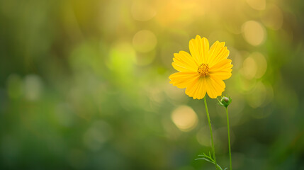Aufkleber - Closeup of yellow Cosmos flower on blurred green background under sunlight with copy space using as background natural flora landscape ecology cover page concept : Generative AI