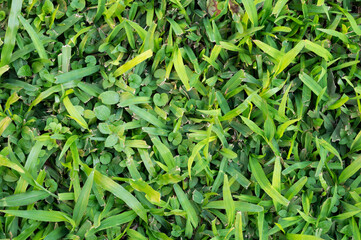 Poster - Clean green grass texture