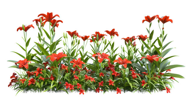 Cutout lily flowers Flower bed isolated on white background Red flower bush for garden design or landscaping High quality clipping mask : Generative AI