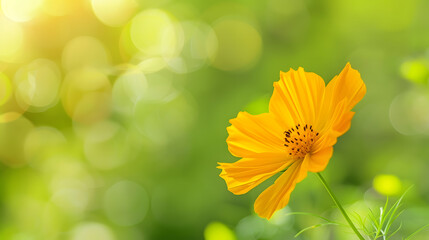 Wall Mural - Closeup of yellow Cosmos flower on blurred green background under sunlight with copy space using as background natural flora landscape ecology cover page concept : Generative AI