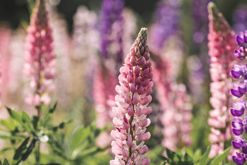 Flowering Lupin (Lupinus polyphyllus). Blooming field large-leaved lupines or garden lupines in early summer, close-up with selective focus.