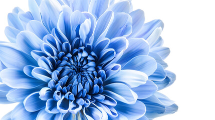 Poster - Blue  chrysanthemum flower  on white   isolated background with clipping path Closeup  Nature : Generative AI