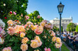 © Frank Lambert - Wien, der beliebte Park, Volksgarten mit Rosengarten. Einheimische und Touristen flanieren oder ruhen sich auf Bänken aus mitten in der City, Innenstadt. Blühende Blumen, Rosen