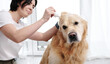 © Ievgen Skrypko - Owner Woman Drips Drops Of Medicine To Dog'S Ear, Golden Retriever Ear Treatment At Home