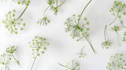 Poster - Flowering umbrella flowers of dill on a white background Top view flat lay Creative layout : Generative AI