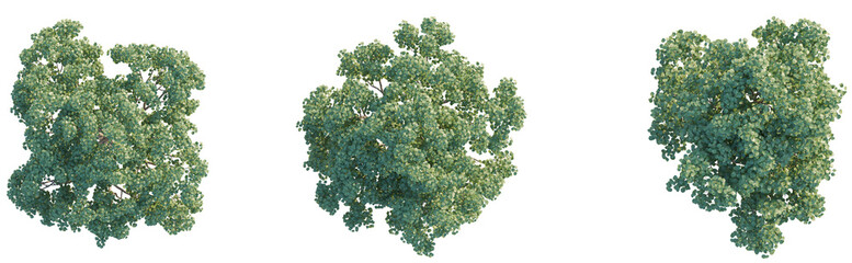 Poster -  Cotinus coggygria tree plan top view 4k png cutout isolate