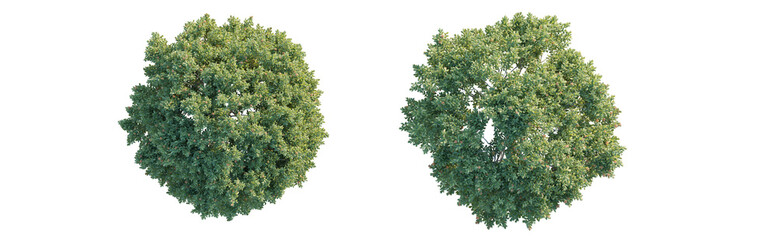 Poster - Cupaniopsis anacardioides tree plan top view 4k png cutout isolate