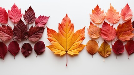 Wall Mural - red maple leaves