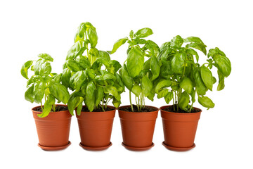 Fresh basil plant in a pot isolated on white background. Fresh organic basil leaves isolated on white background. Spices. Vegan.