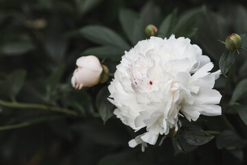 Close-up of blooming white peonies. Peony flowers and buds in the spring garden. Green natural background. A blooming garden. Beautiful bokeh.