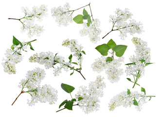 Sticker - isolated ten pure white lilac branches