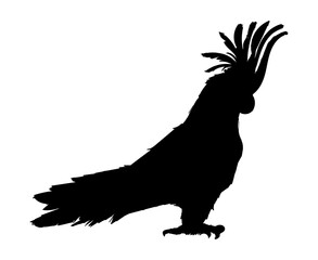 Wall Mural - parrot silhouette