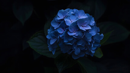 Poster - Hydrangea flower on a dark background closeup soft selective focus Delicate floral background banner : Generative AI