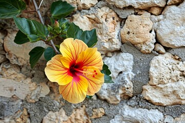 Poster - Yellow And Red Hibiscus Flower Blooming Against Stone Wall