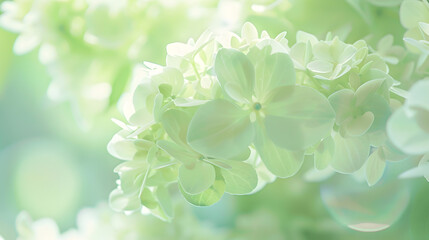 Poster - Delicate floral background of light green hydrangea flower closeup soft selective focus : Generative AI